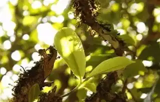 当我们谈论春茶时,我们在谈论什么茶师必读的经验深谈