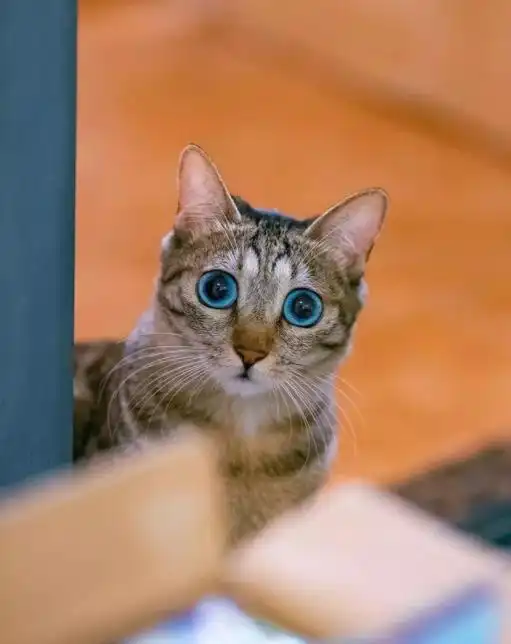女子救了一只狸花小猫,3个月后发现古怪,它的眼睛怎么是蓝色的