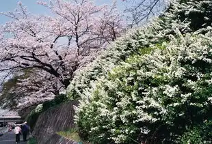 三月末关西自由行,京都三日看樱花
