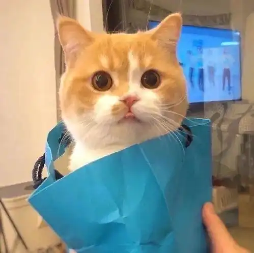 萌宠头像我的可爱天下无敌