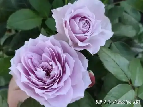 盘点11款仙气十足的蓝色蓝紫系月季,有一款正是你朝思暮想
