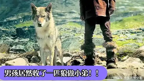 看狼王如和教男孩捕猎,从菜鸟逆袭成江湖老手