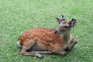 放眼之处即山野以鹿为灵奈良城