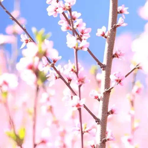 春风桃李花开日,我在越西等你