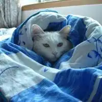 胖橘猫头像蓝色系微信头像图片大全