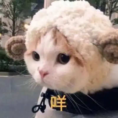 可爱猫猫