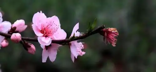 踏春拍花竟不识银川最精赏花攻略拿走不谢