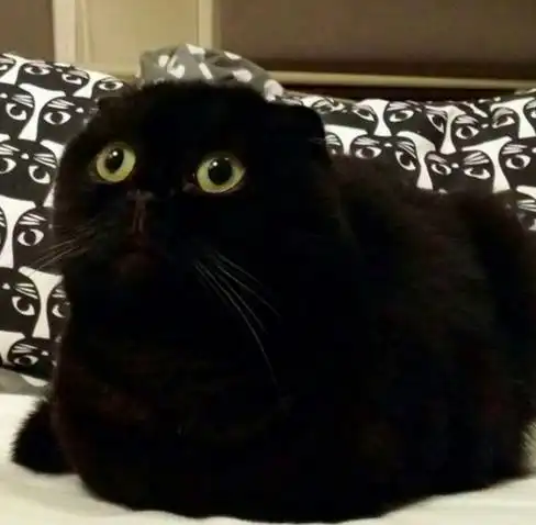 每日吸猫11献给没有猫的你