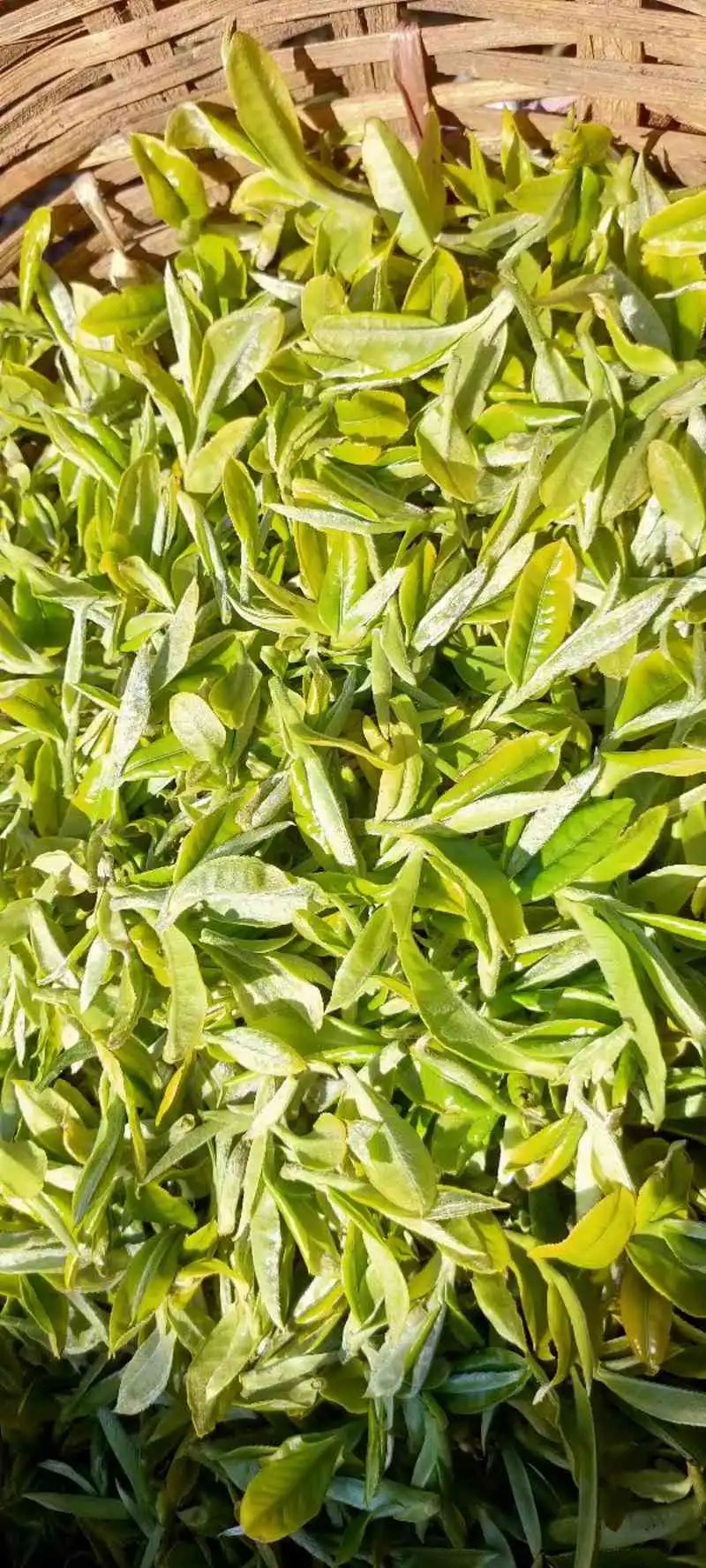云南古树普洱优质绿茶,源头货源,批发采购价