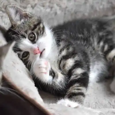 猫控专属高清头像背景猫咪