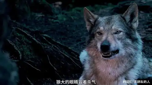 看狼王如和教男孩捕猎,从菜鸟逆袭成江湖老手