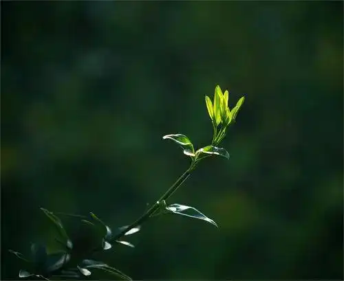 春风桃李花开日醉春