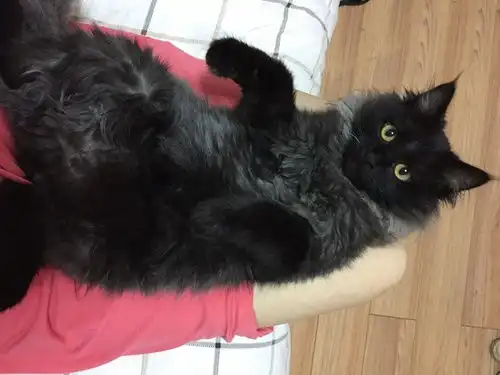 黑灰色煤球猫,家猫五个月,从没...
