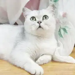 橘猫欺负银渐层生下七只黑煤球,网友纷纷留言说我也想要一只