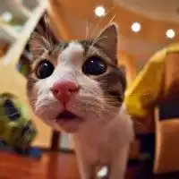 肥嘟嘟的猫咪头像图片喜欢小猫的朋友必备的