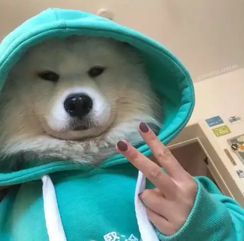 沙雕头像有趣的灵魂百里挑一