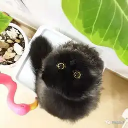 一枚黑煤球猫咪,可爱的不得了