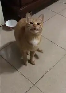 橘猫欺负银渐层生下七只黑煤球,网友纷纷留言说我也想要一只