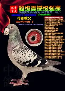 詹森麦克斯超级鸽图片