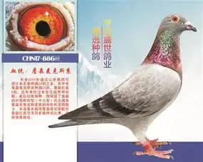 平远盛世鸽业中信网铭鸽展厅www.ag188.com