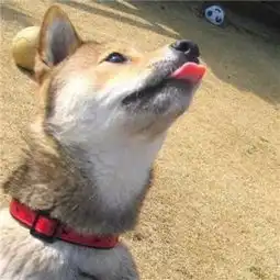 2018狗年微信最吉利的好看头像2018年专属吉利招财头像