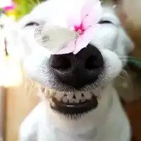 狗鼻子插花情侣头像微信头像图片大全