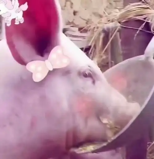 有哪些一看就很明显的情头吗