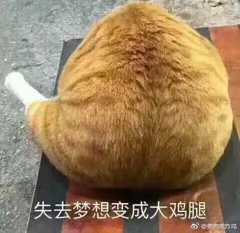 喵喵喵拯救喵星人行动开始,请做好准备