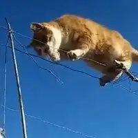 胖橘猫头像蓝色系微信头像图片大全