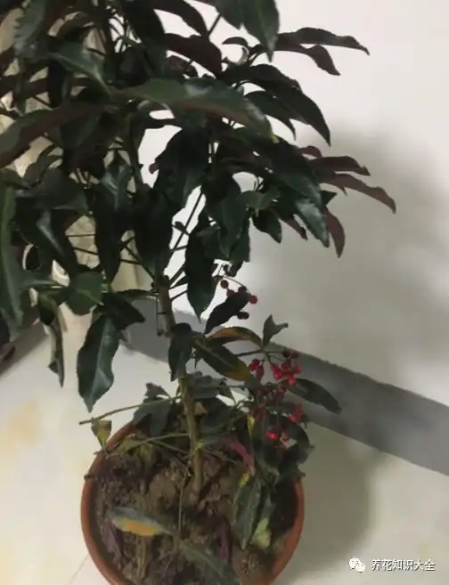 此花名为黄金万两,寓意招财纳福,喜庆又富贵