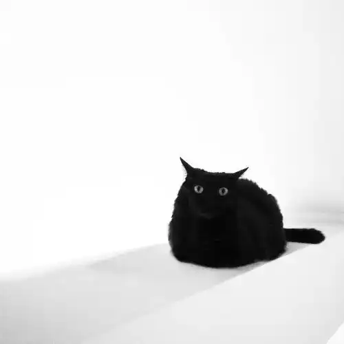 小黑猫,最后一张你是认真的吗