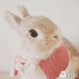 兔仙子驾到