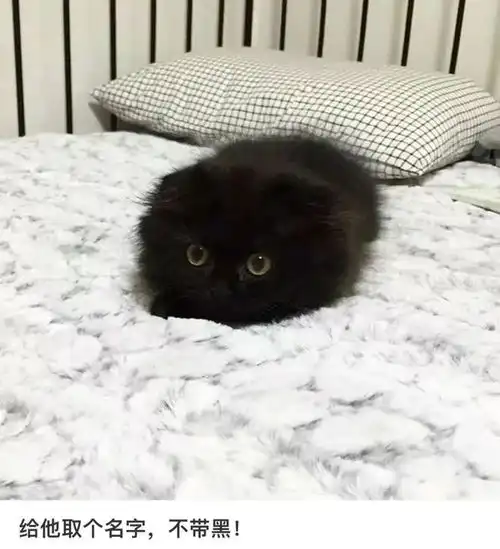 妹纸想给黑猫取名,但不能带黑且显黑...网友太会整活了