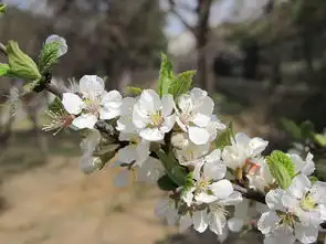怎样区分杏花桃花樱花梅花