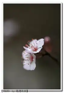 春风桃李花开日