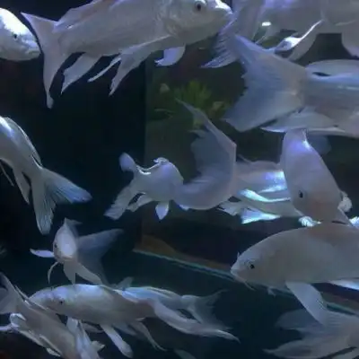陈情唯美蓝色背景图相识于人海风景静物头像我要个性网