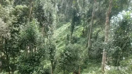 从普洱茶的叶底就能看出是不是古树纯料不靠谱
