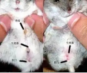 跪求两个月大的母仓鼠图片