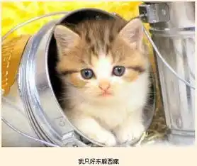 谁有像这样的猫咪图片呀