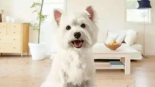 属狗人未来七天会有美事出现