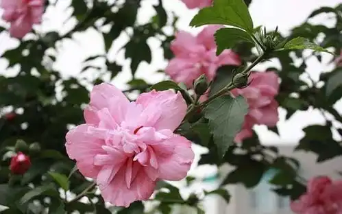 吃了一辈子水果,却没见过它开花的样子