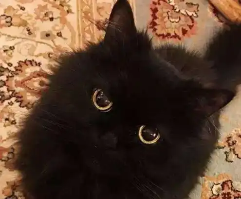 黑不溜秋的小黑猫简直就是黑煤球成精了,黑夜中想找到它们真难