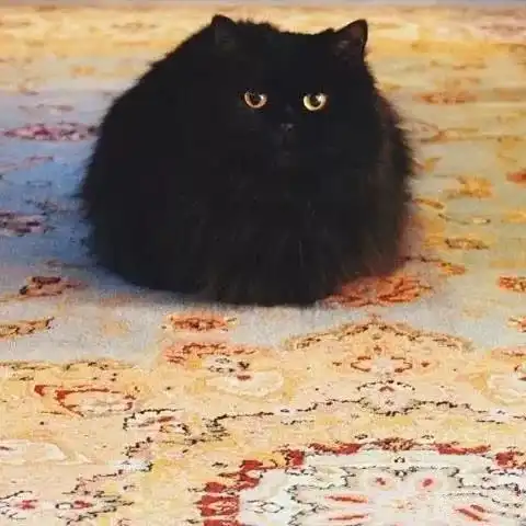 新物种,猫球鉴定完毕