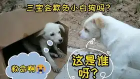 可爱呆萌治愈系小白狗与小鸡嬉戏
