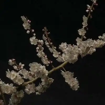 客桥.花朵专辑希望我们可以在以风景静物头像我要个性网