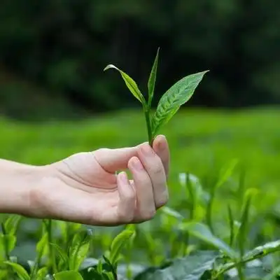 茶叶分类绿茶