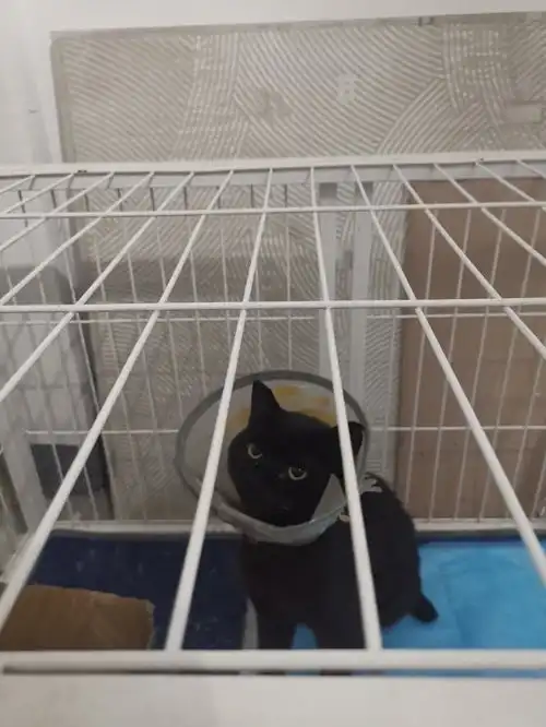 济南黑煤球黑猫玄猫领养