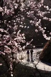 春风桃李花开日又到山野烂漫时