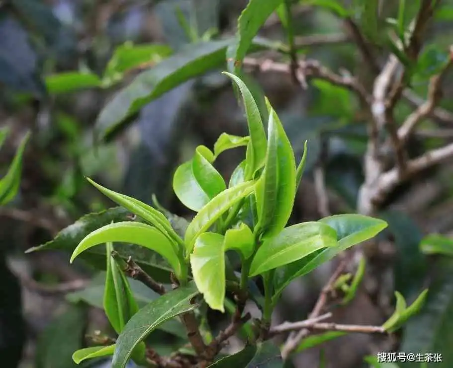 新普洱茶大叶的分类特点及其是否适合饮用的全方位解析