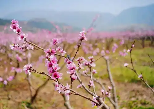 春风桃李花开日,我在越西等你